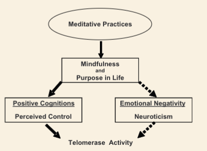 Graph showing the hypothesized causal links in this study.  Meditation increases feeliongs of life-purpose, which in turn have a positive impact on perceived control, and a negative impact on neutoticism.  Both perceived control and neuroticism have been linked to changes in telomerase activity.