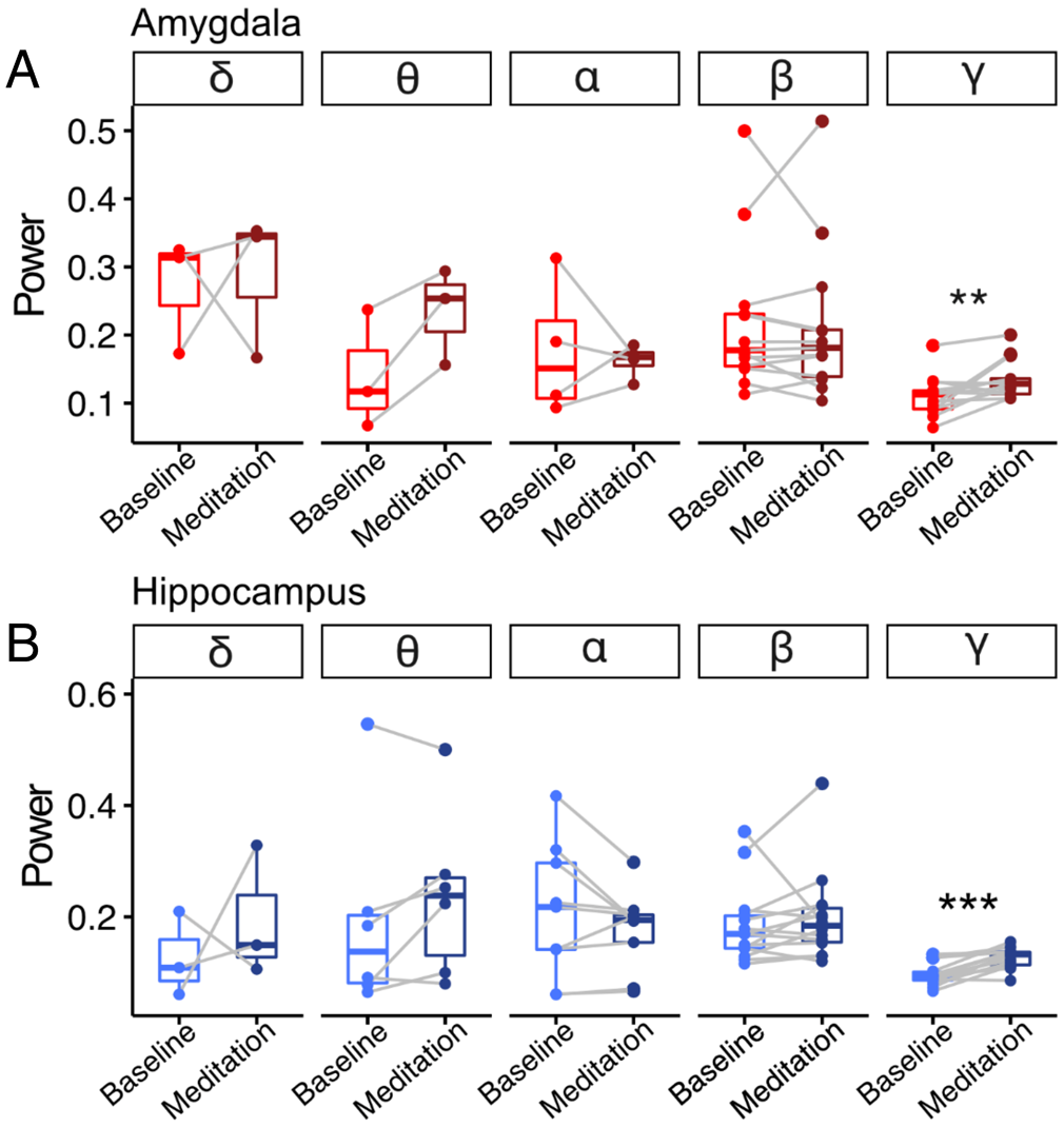 Meditation increased high-frequency gamma power (30–55 Hz) in both the amygdala and hippocampus, regions involved in emotional and memory processing. This change occurred even in novice meditators, suggesting rapid and targeted neural modulation from loving-kindness practice.