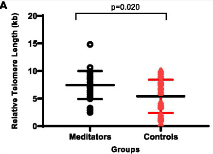 Long-term meditators showed significantly longer telomeres than non-meditators. Each dot represents an individual participant, with the horizontal lines indicating group averages. This difference in telomere length—approximately 32% on average—suggests a potential protective effect of sustained meditation practice on cellular aging.